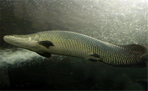 海象魚最忌三種東西【海象魚如何人工飼養】