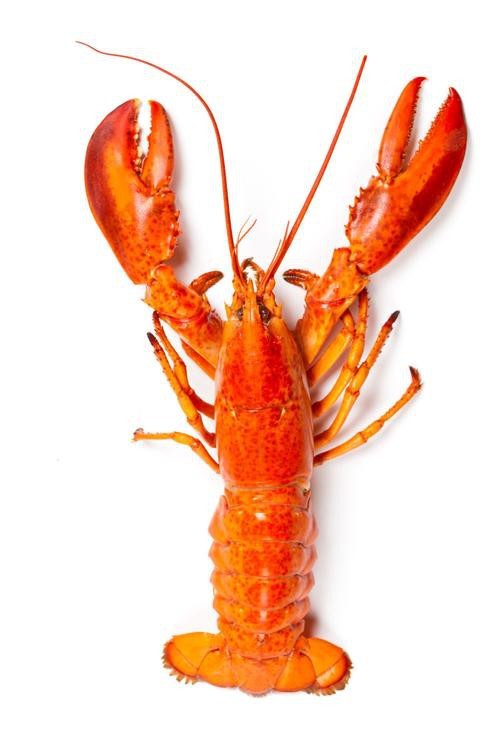 有哪些適合龍魚的中層魚？，適合與龍魚共處的5種中層魚類