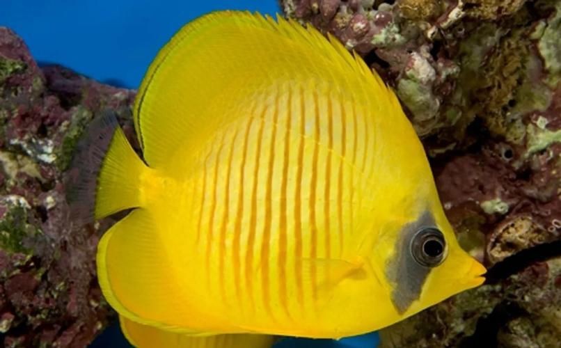 可以吃的蝴蝶魚圖片【可以吃的蝴蝶魚圖片——淄博】 可以吃的蝴蝶魚圖片【可以吃的蝴蝶魚圖片——淄博】 龍魚百科 第4張