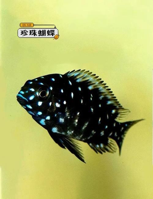 可以吃的蝴蝶魚圖片【可以吃的蝴蝶魚圖片——淄博】 可以吃的蝴蝶魚圖片【可以吃的蝴蝶魚圖片——淄博】 龍魚百科 第5張