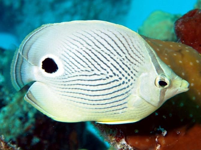 可以吃的蝴蝶魚圖片【可以吃的蝴蝶魚圖片——淄博】 可以吃的蝴蝶魚圖片【可以吃的蝴蝶魚圖片——淄博】 龍魚百科 第11張