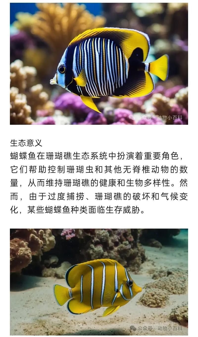 可以吃的蝴蝶魚圖片【可以吃的蝴蝶魚圖片——淄博】 可以吃的蝴蝶魚圖片【可以吃的蝴蝶魚圖片——淄博】 龍魚百科 第12張