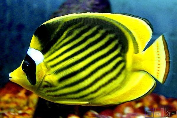 可以吃的蝴蝶魚圖片【可以吃的蝴蝶魚圖片——淄博】 可以吃的蝴蝶魚圖片【可以吃的蝴蝶魚圖片——淄博】 龍魚百科 第17張