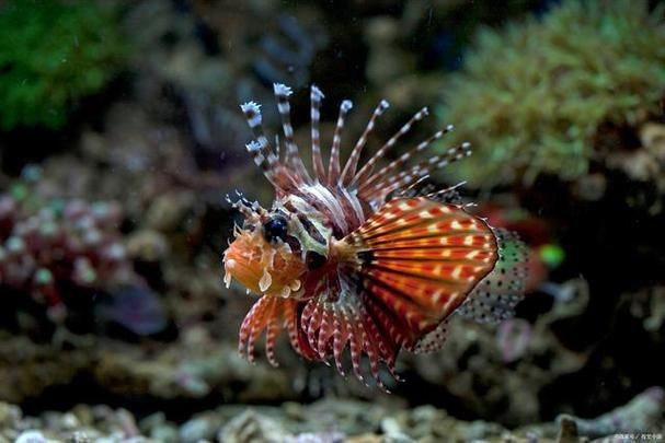 可以吃的蝴蝶魚圖片【可以吃的蝴蝶魚圖片——淄博】 可以吃的蝴蝶魚圖片【可以吃的蝴蝶魚圖片——淄博】 龍魚百科 第18張