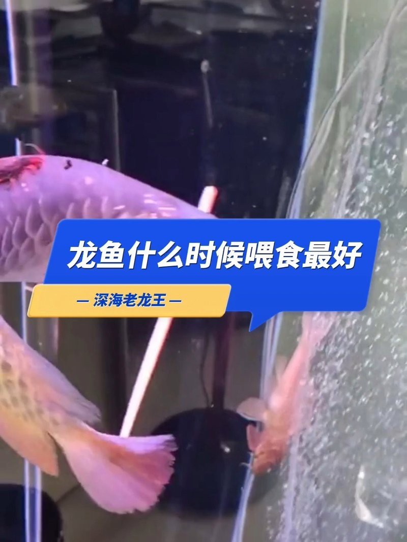 龍魚鰓蓋剪除后多久可以喂食？【吉印水族世界,龍魚各階段如何喂食】