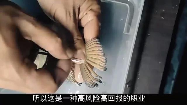 金龍魚的美容費用為何如此高？【小馬侃農業，“龍魚美容師”—有錢人的新型游戲】