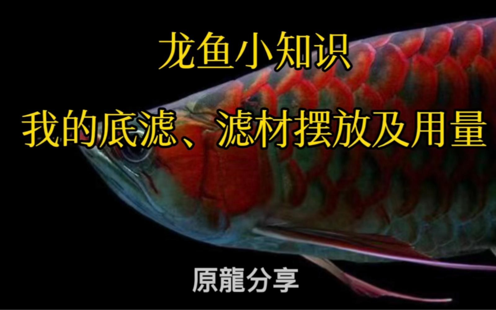 龍魚飼養(yǎng)需要哪些專業(yè)濾材【如何選擇適合龍魚飼養(yǎng)的濾材】
