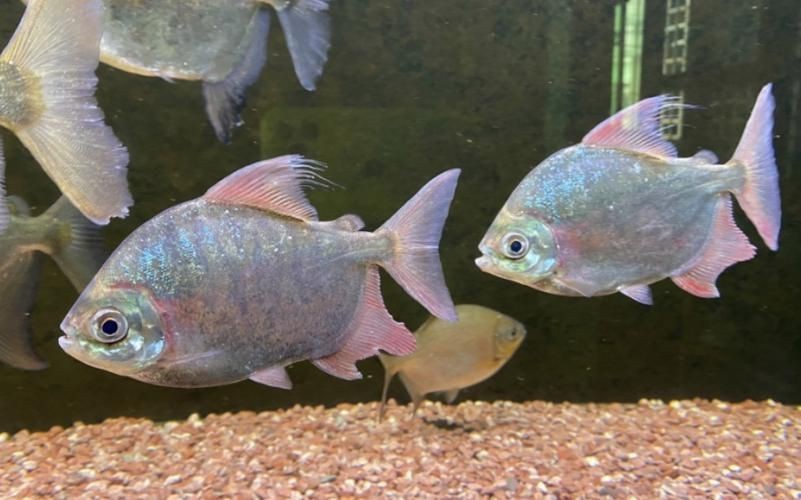 虎紋銀板魚圖片【《虎紋銀板魚：神秘水族的奇妙呈現》】