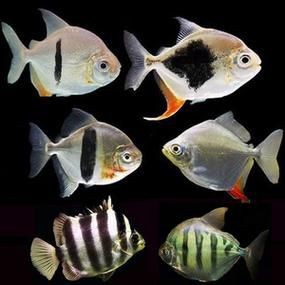 虎紋銀板魚圖片【《虎紋銀板魚：神秘水族的奇妙呈現》】