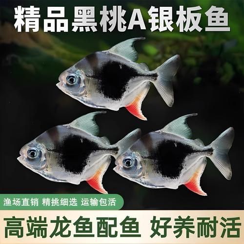 虎紋銀板魚圖片【《虎紋銀板魚：神秘水族的奇妙呈現》】