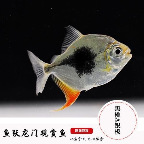 虎紋銀板魚圖片【《虎紋銀板魚：神秘水族的奇妙呈現》】