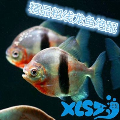虎紋銀板魚圖片【《虎紋銀板魚：神秘水族的奇妙呈現》】