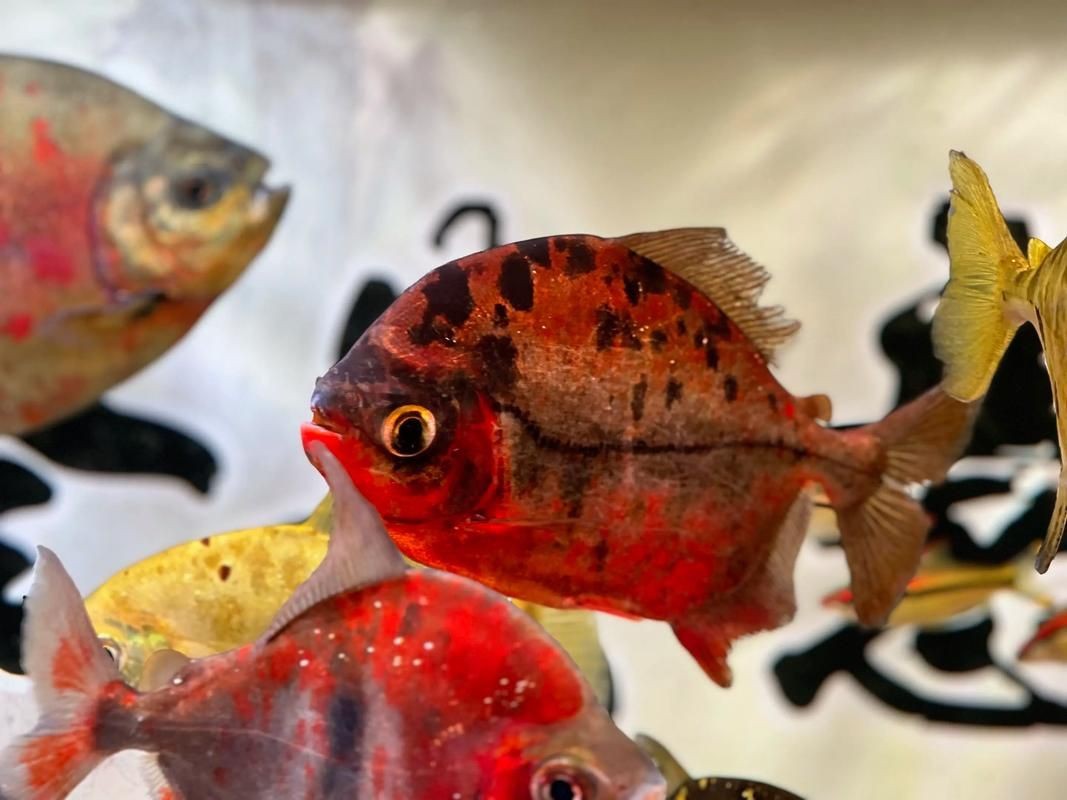 虎紋銀板魚圖片【《虎紋銀板魚：神秘水族的奇妙呈現》】