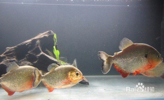 虎紋銀板魚圖片【《虎紋銀板魚：神秘水族的奇妙呈現》】
