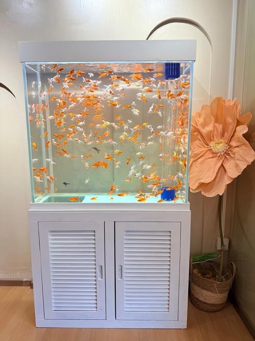 金魚缸圖片大全【《金魚缸圖片大全》*《金魚缸圖片大全》】