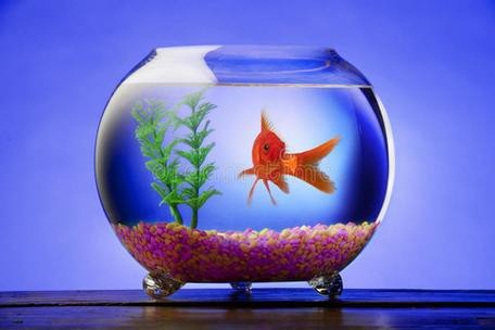 金魚缸圖片大全【《金魚缸圖片大全》*《金魚缸圖片大全》】