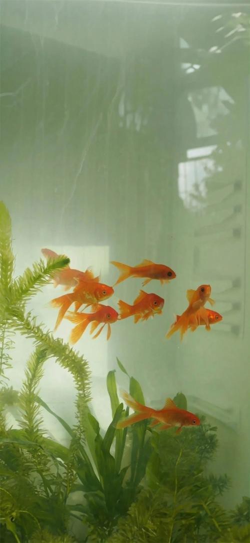 金魚缸圖片大全【《金魚缸圖片大全》*《金魚缸圖片大全》】