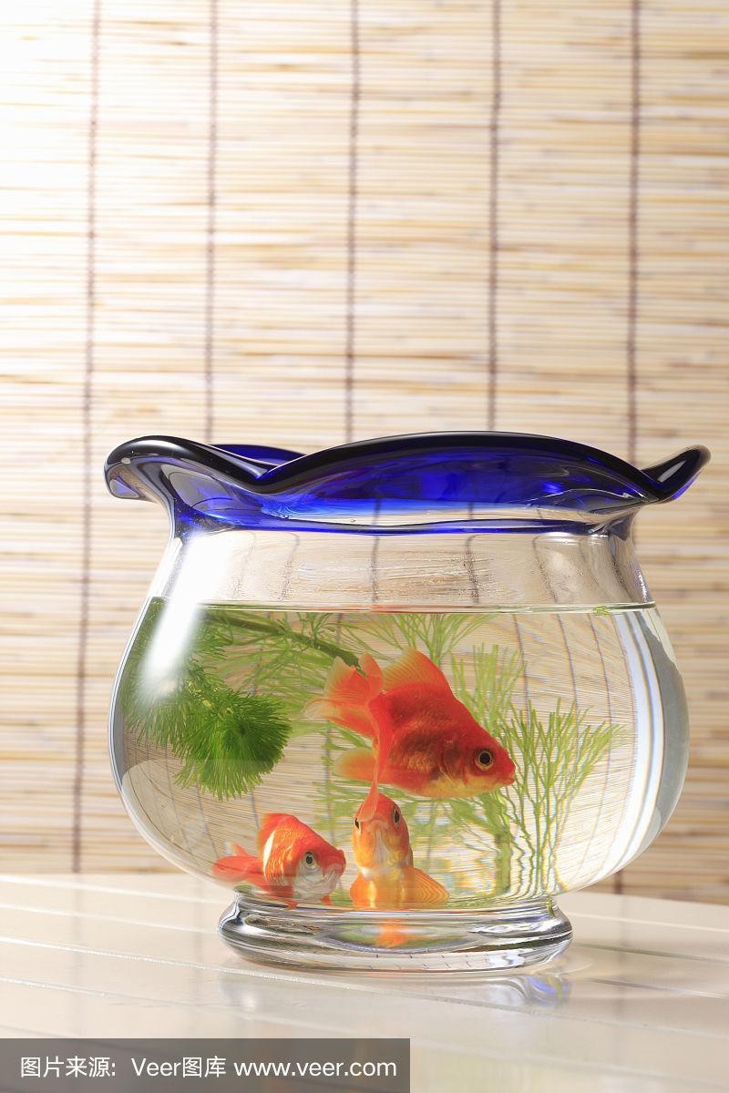 金魚缸圖片大全【《金魚缸圖片大全》*《金魚缸圖片大全》】