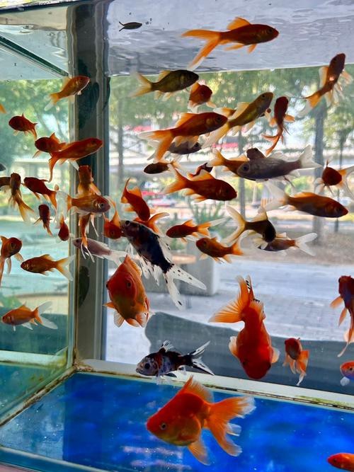 金魚缸圖片大全【《金魚缸圖片大全》*《金魚缸圖片大全》】