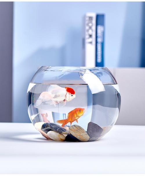 金魚缸圖片大全【《金魚缸圖片大全》*《金魚缸圖片大全》】