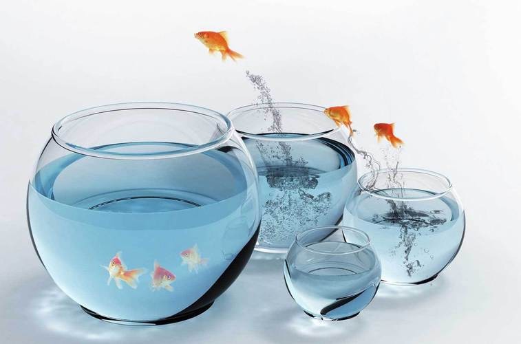 金魚缸圖片大全【《金魚缸圖片大全》*《金魚缸圖片大全》】