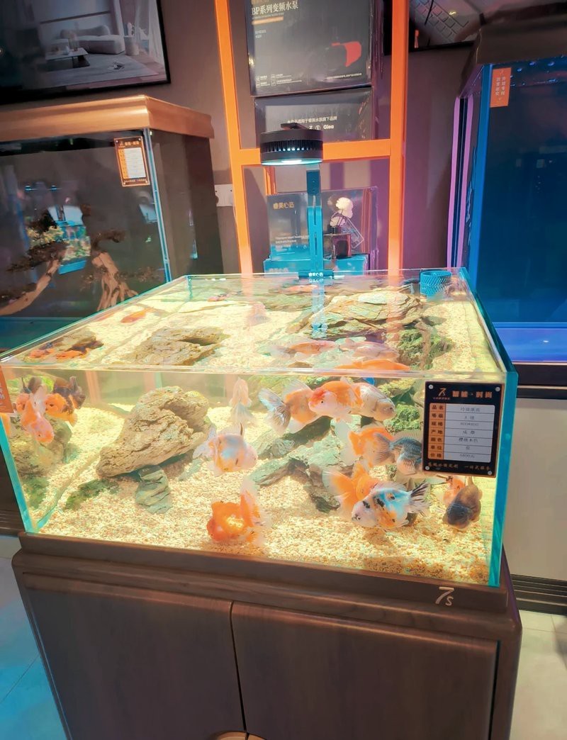 哈爾濱最大觀賞魚批發市場【哈爾濱最大觀賞魚批發市場哈爾濱道外花鳥魚市場探秘到底是誰】