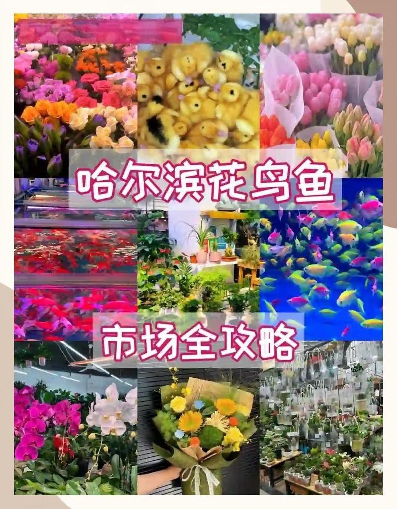 哈爾濱最大觀賞魚批發市場【哈爾濱最大觀賞魚批發市場哈爾濱道外花鳥魚市場探秘到底是誰】