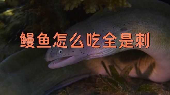 鰻魚為什么那么多小刺【鰻魚小刺多是什么原因】