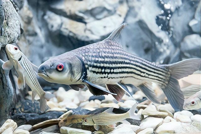 十大含重金屬的魚排名【2025年重金屬含量最高的十大魚類】