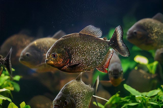 十大含重金屬的魚排名【2025年重金屬含量最高的十大魚類】