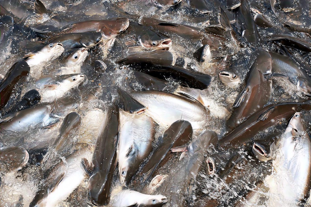 十大含重金屬的魚排名【2025年重金屬含量最高的十大魚類】