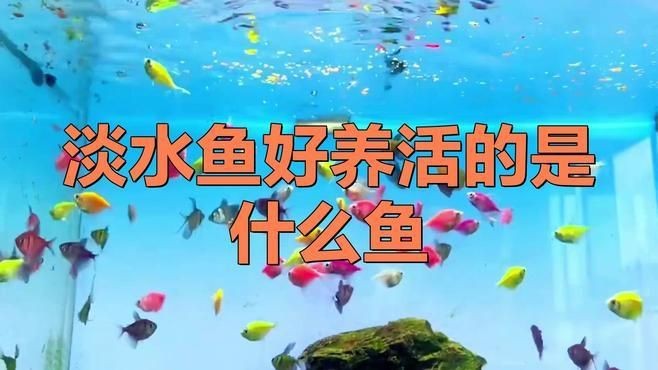 露天小院魚池什么魚好養(yǎng)【露天小院魚池什么魚好養(yǎng)愛寵顧問露天小院魚池養(yǎng)什么魚好養(yǎng)活】