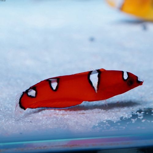 紅龍魚身上有白點圖片【紅龍魚身上出現白點怎么辦】