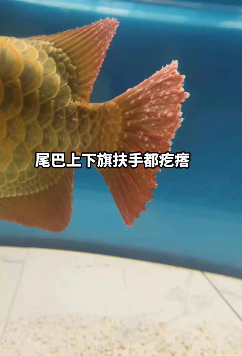 紅龍魚身上有白點圖片【紅龍魚身上出現白點怎么辦】