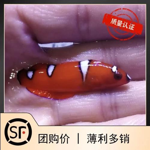 紅龍魚身上有白點圖片【紅龍魚身上出現白點怎么辦】