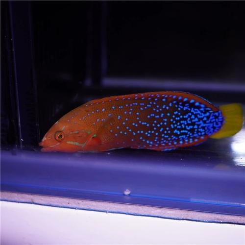 紅龍魚身上有白點圖片【紅龍魚身上出現白點怎么辦】