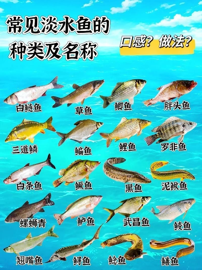 各種魚長什么樣子圖片【300多種觀賞魚圖鑒淡水魚怎么選盤點20種淡水魚的區別】 各種魚長什么樣子圖片【300多種觀賞魚圖鑒淡水魚怎么選盤點20種淡水魚的區別】 龍魚論壇 第5張