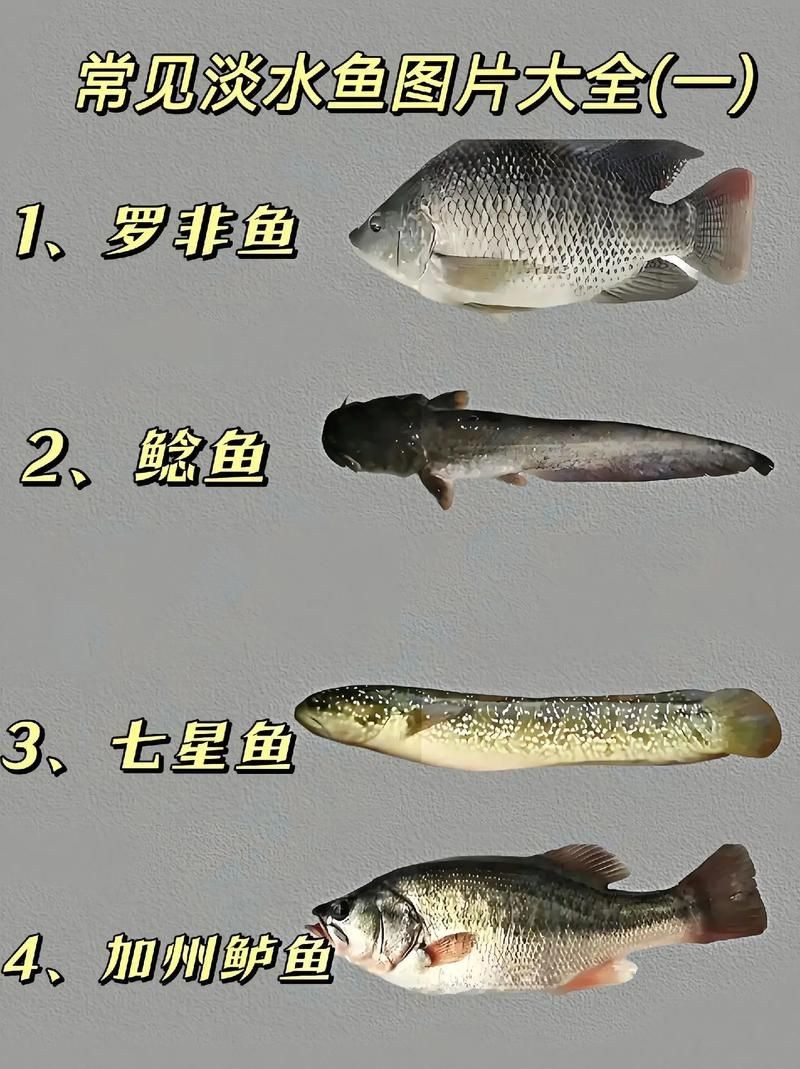 各種魚長什么樣子圖片【300多種觀賞魚圖鑒淡水魚怎么選盤點20種淡水魚的區別】 各種魚長什么樣子圖片【300多種觀賞魚圖鑒淡水魚怎么選盤點20種淡水魚的區別】 龍魚論壇 第10張