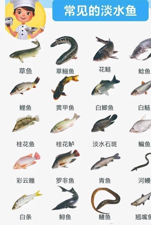 各種魚長什么樣子圖片【300多種觀賞魚圖鑒淡水魚怎么選盤點20種淡水魚的區別】 各種魚長什么樣子圖片【300多種觀賞魚圖鑒淡水魚怎么選盤點20種淡水魚的區別】 龍魚論壇 第12張