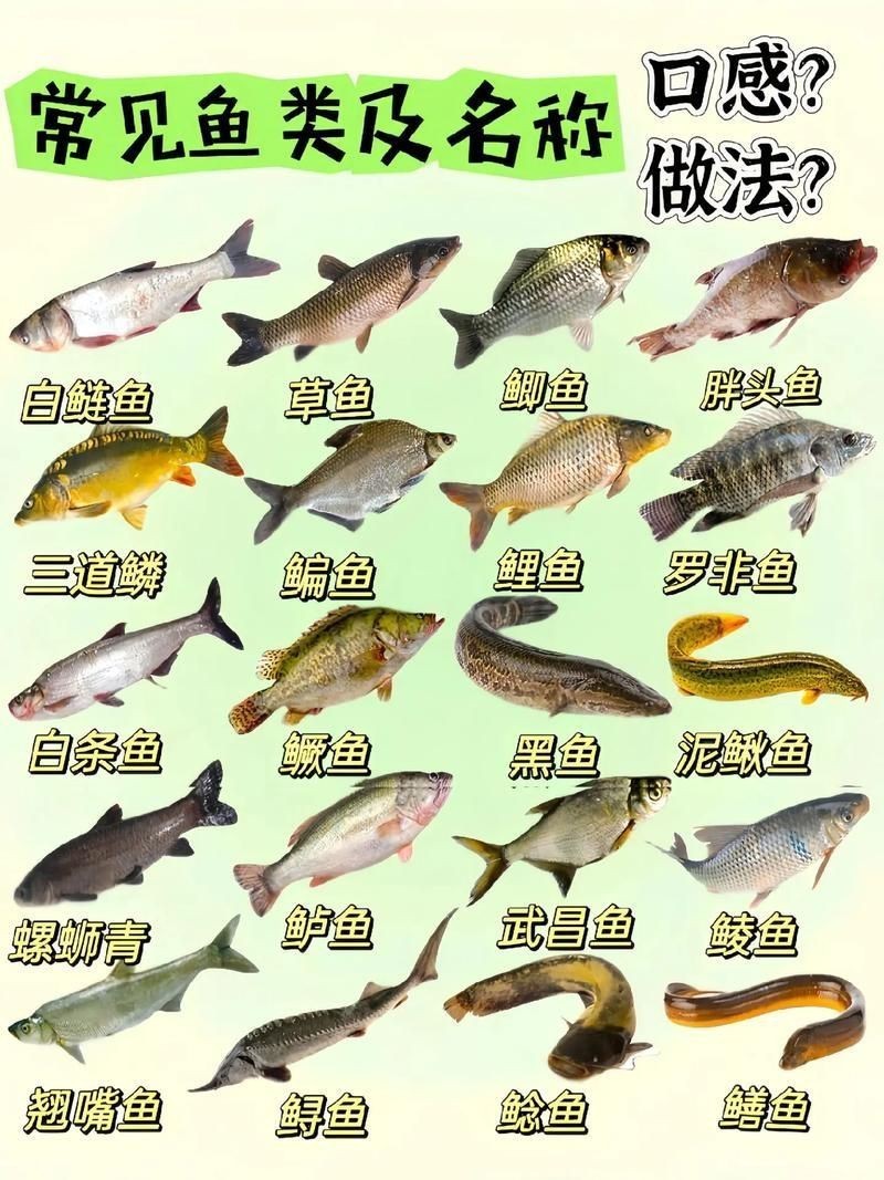 各種魚長什么樣子圖片【300多種觀賞魚圖鑒淡水魚怎么選盤點20種淡水魚的區別】 各種魚長什么樣子圖片【300多種觀賞魚圖鑒淡水魚怎么選盤點20種淡水魚的區別】 龍魚論壇 第17張