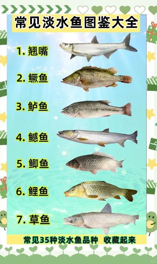 各種魚長什么樣子圖片【300多種觀賞魚圖鑒淡水魚怎么選盤點20種淡水魚的區別】 各種魚長什么樣子圖片【300多種觀賞魚圖鑒淡水魚怎么選盤點20種淡水魚的區別】 龍魚論壇 第18張