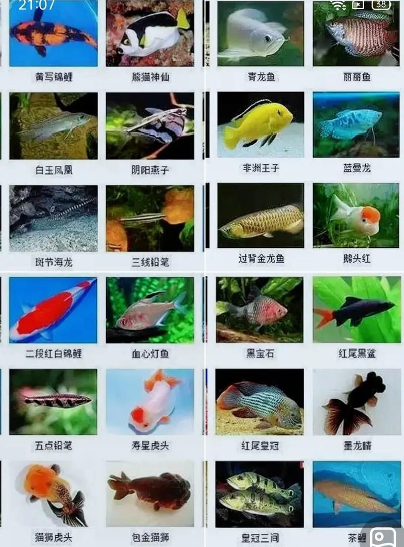各種魚長什么樣子圖片【300多種觀賞魚圖鑒淡水魚怎么選盤點20種淡水魚的區別】 各種魚長什么樣子圖片【300多種觀賞魚圖鑒淡水魚怎么選盤點20種淡水魚的區別】 龍魚論壇 第27張