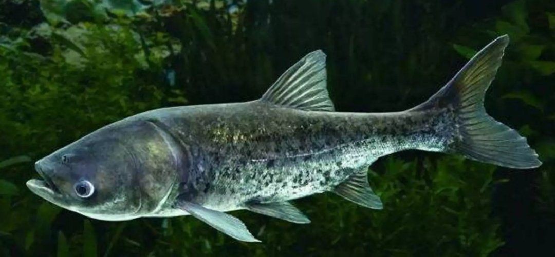 各種魚長什么樣子圖片【300多種觀賞魚圖鑒淡水魚怎么選盤點20種淡水魚的區別】 各種魚長什么樣子圖片【300多種觀賞魚圖鑒淡水魚怎么選盤點20種淡水魚的區別】 龍魚論壇 第33張
