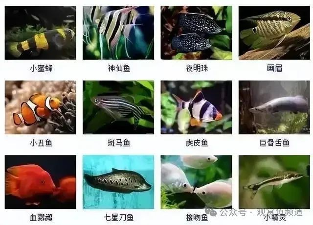 各種魚長什么樣子圖片【300多種觀賞魚圖鑒淡水魚怎么選盤點20種淡水魚的區別】 各種魚長什么樣子圖片【300多種觀賞魚圖鑒淡水魚怎么選盤點20種淡水魚的區別】 龍魚論壇 第35張