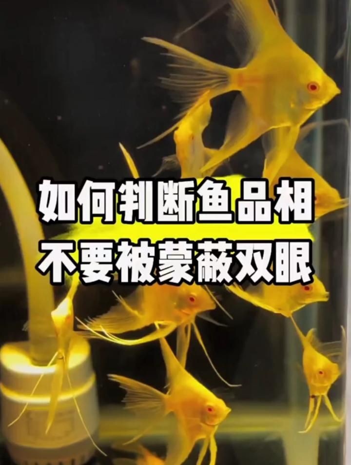如何判斷觀賞魚品相？【養魚筆記第4季37集微視如何判斷觀賞魚的品相玩精品魚】