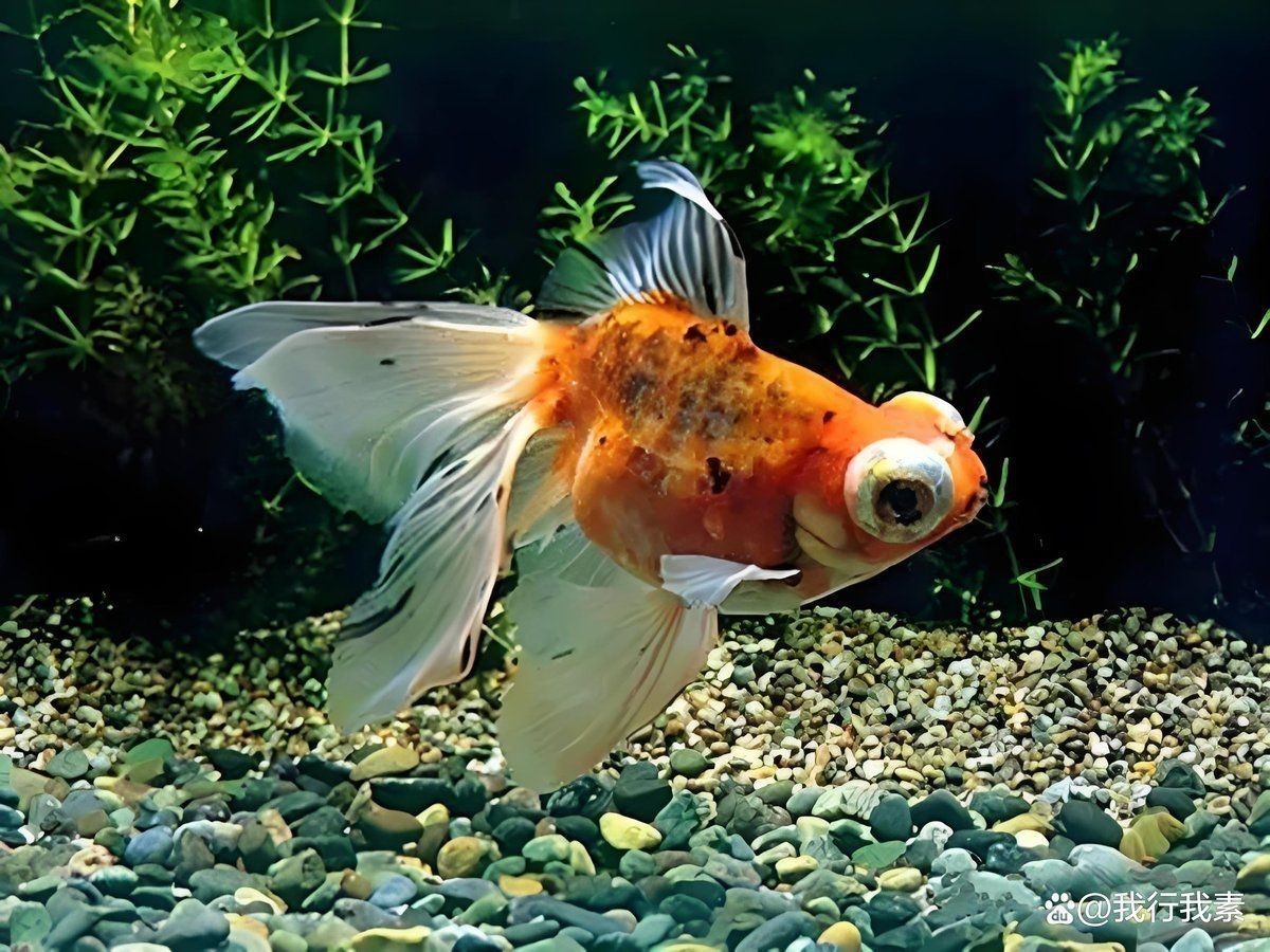 如何判斷觀賞魚品相？【養魚筆記第4季37集微視如何判斷觀賞魚的品相玩精品魚】