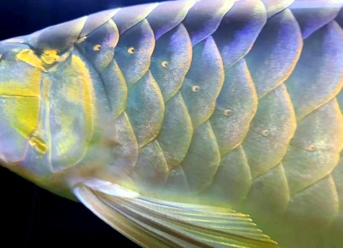 龍魚立鱗圖片【《龍魚立鱗圖片：探尋背后奧秘》】