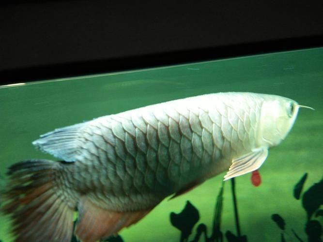 龍魚立鱗圖片【《龍魚立鱗圖片：探尋背后奧秘》】