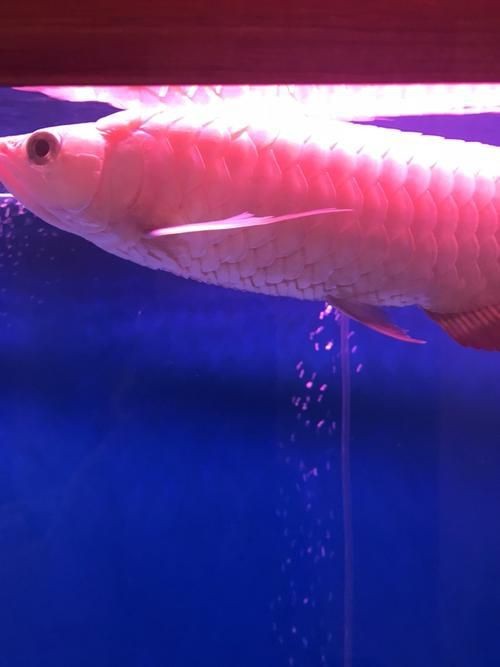 龍魚立鱗圖片【《龍魚立鱗圖片：探尋背后奧秘》】