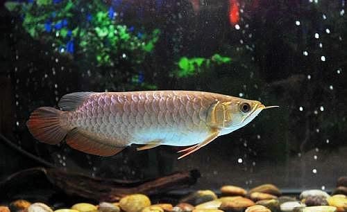龍魚立鱗圖片【《龍魚立鱗圖片：探尋背后奧秘》】